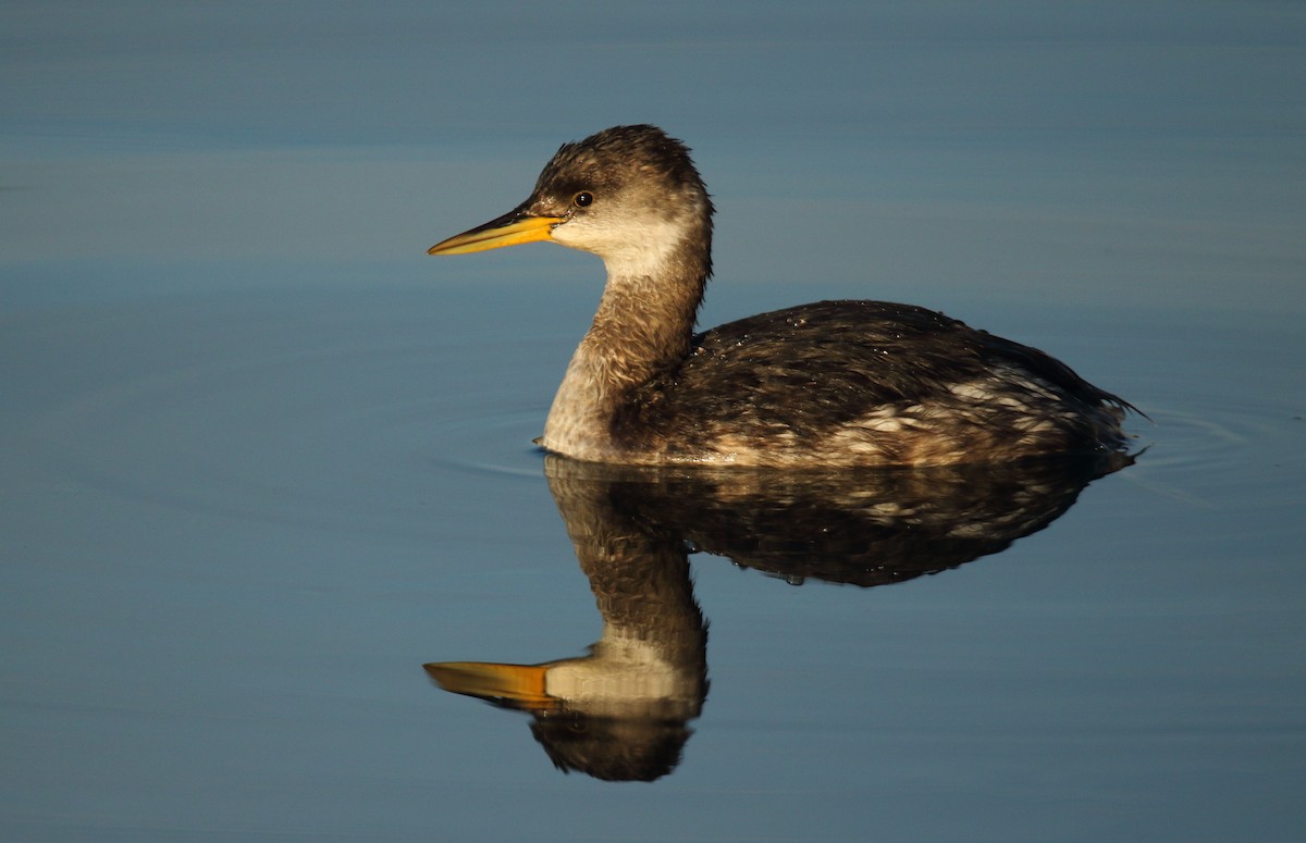 Red-necked Grebe - ML613766006