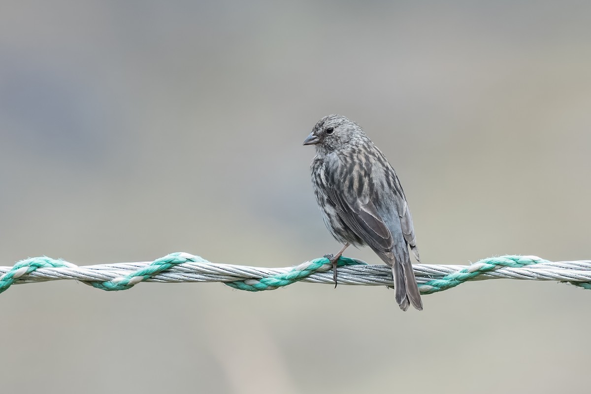 Plumbeous Sierra Finch - ML613766048