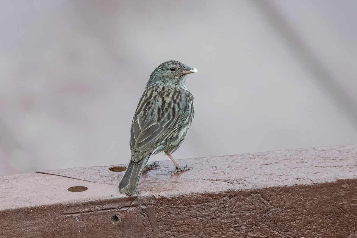 Plumbeous Sierra Finch - ML613766050