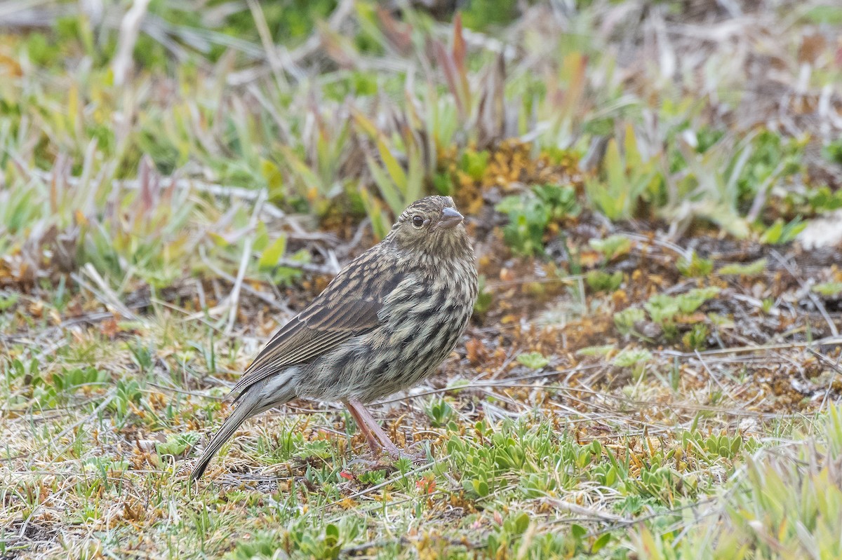 Plumbeous Sierra Finch - ML613766051