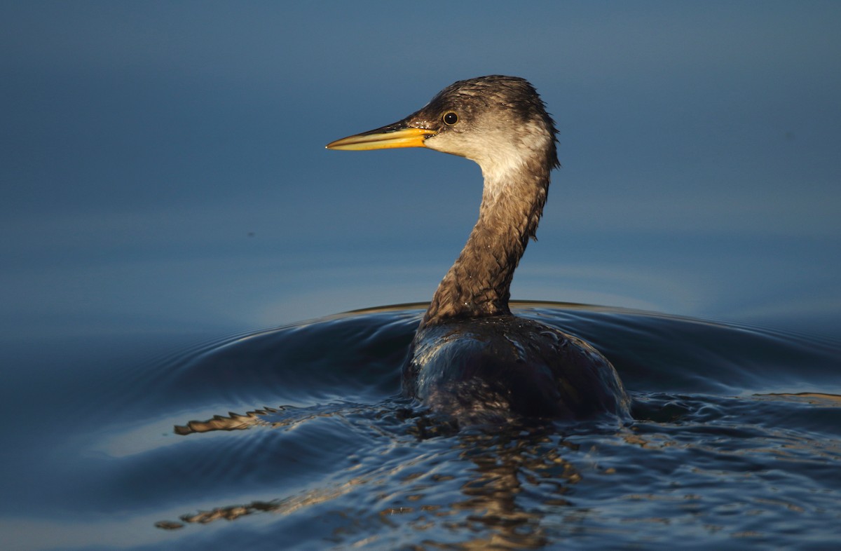 Red-necked Grebe - Lázaro Garzón