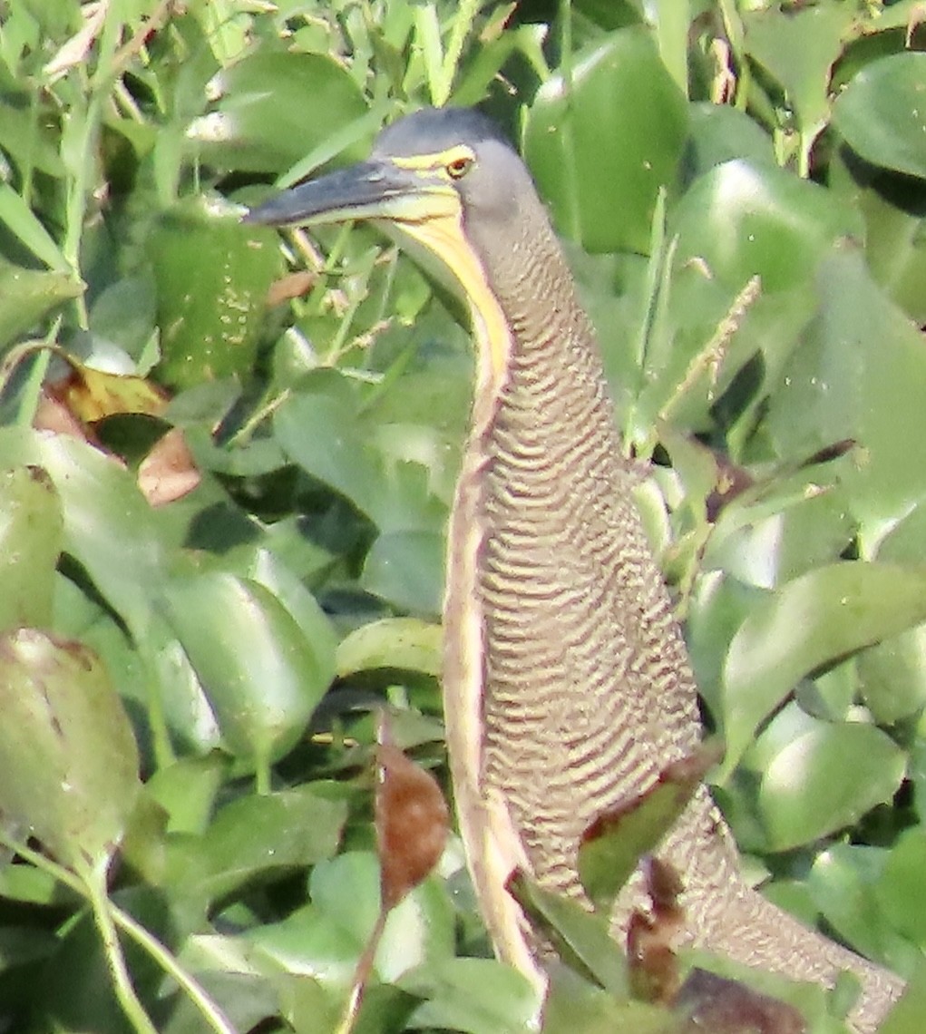 Bare-throated Tiger-Heron - ML613766137