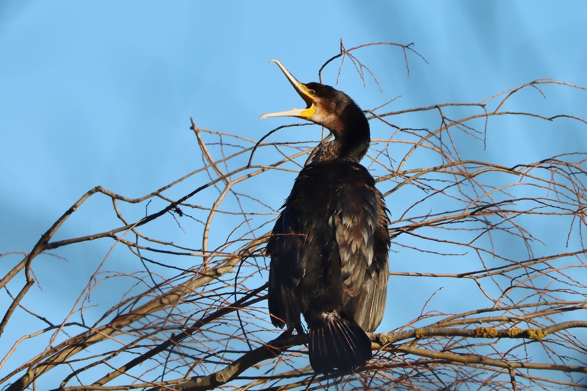 Cormorán Grande - ML613766154