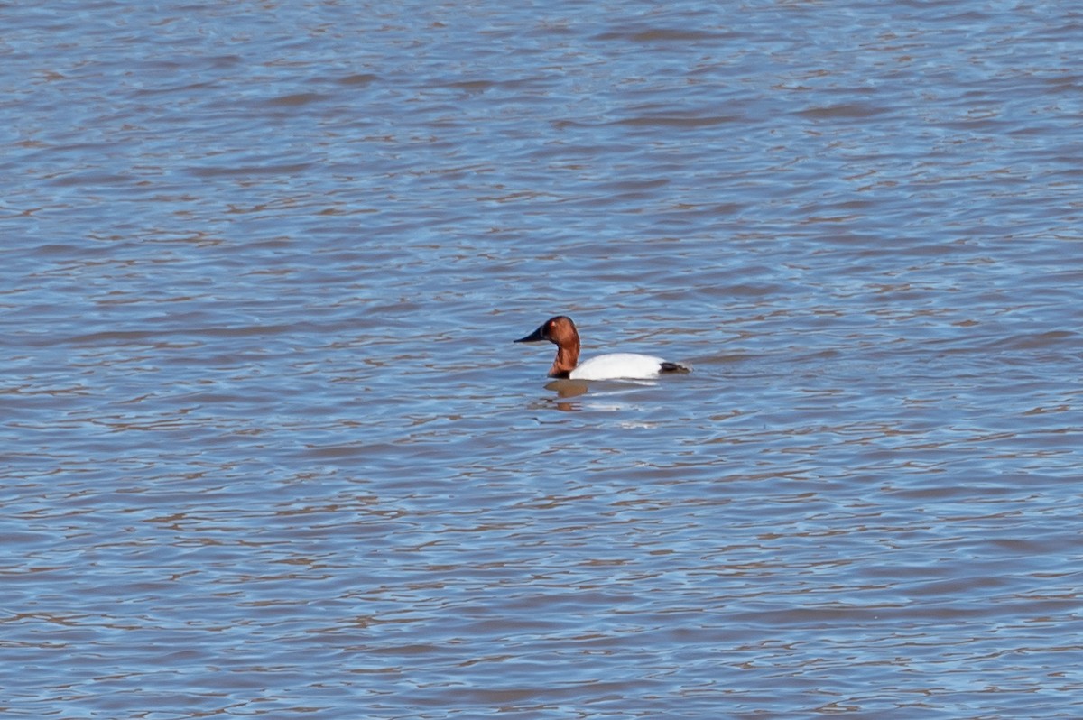 Canvasback - ML613766158
