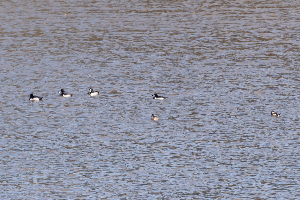 Ring-necked Duck - ML613766229