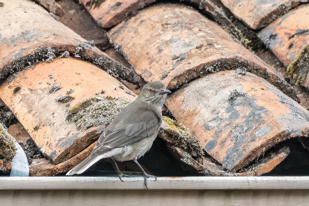 Black-billed Shrike-Tyrant - ML613766250