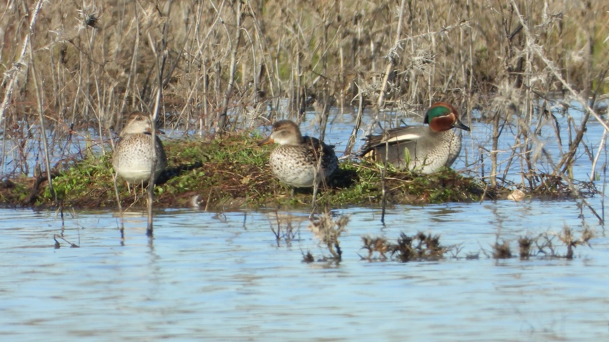 Green-winged Teal - ML613766367