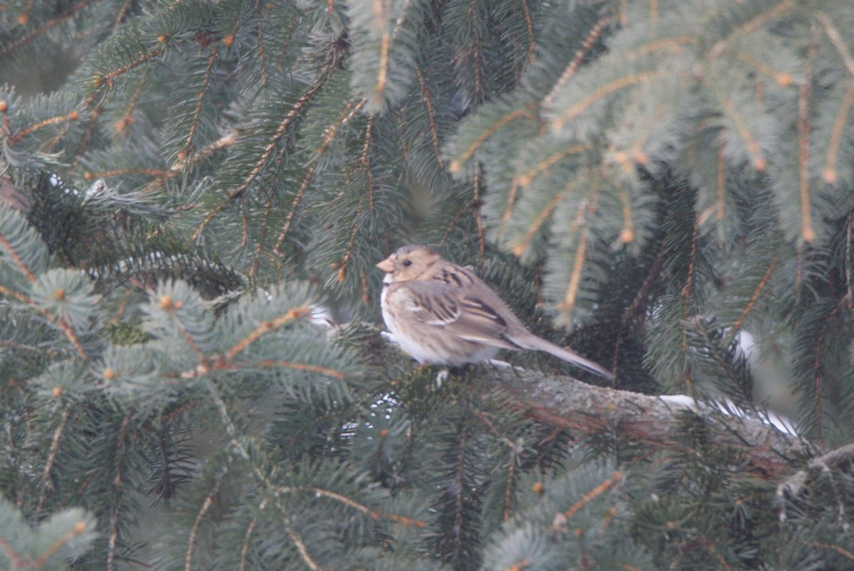 Harris's Sparrow - ML613766454