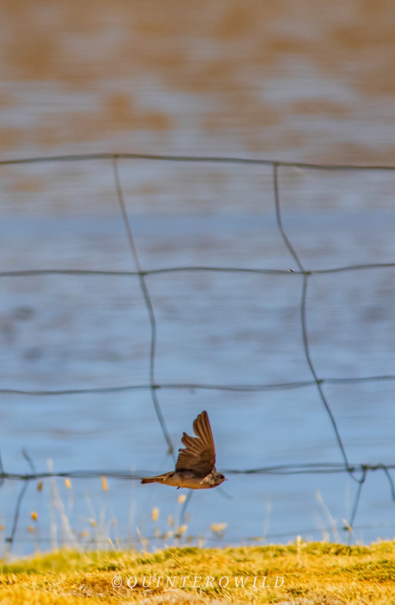 Andean Swallow - ML613766466