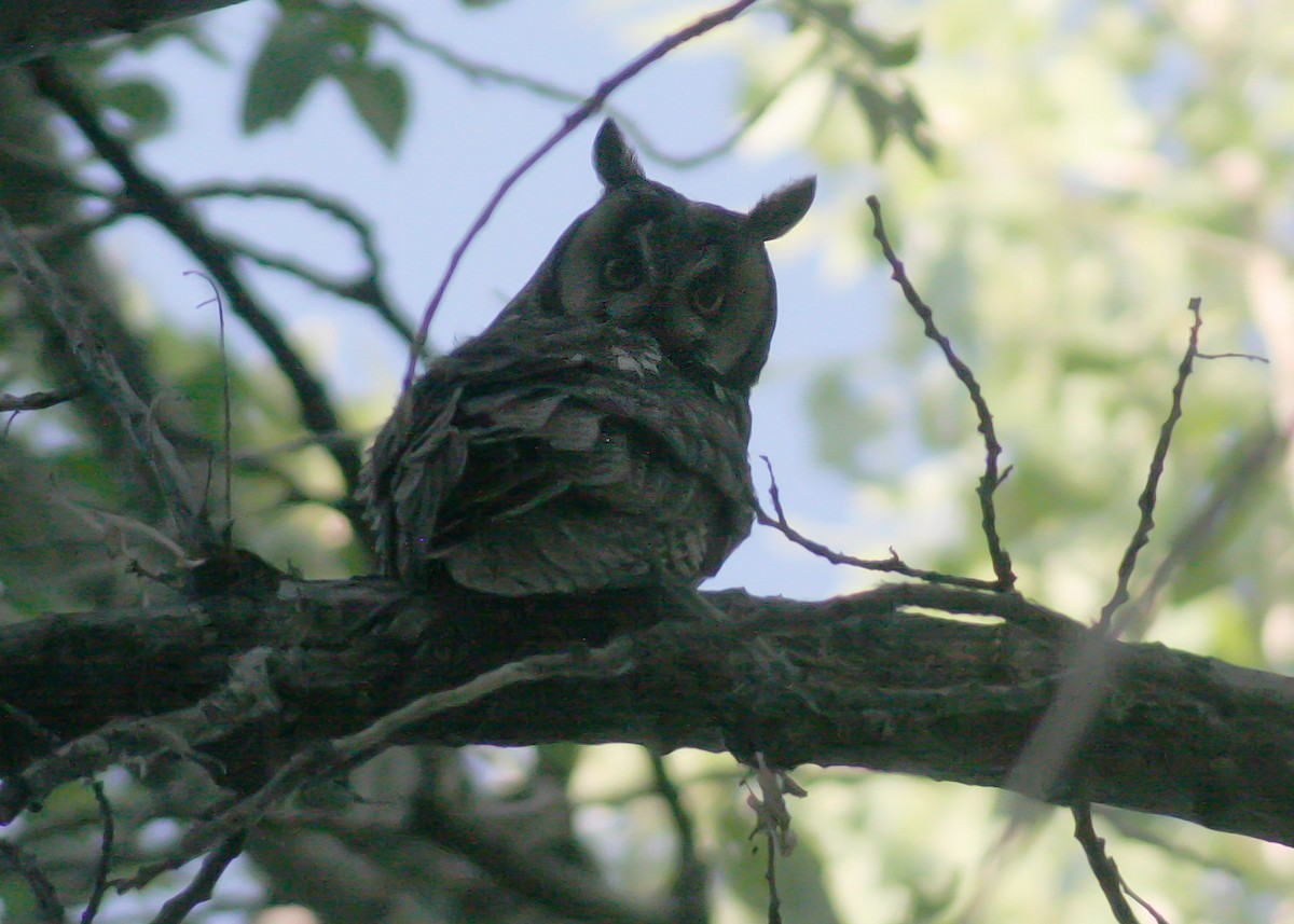Long-eared Owl - Lothair Pendleton