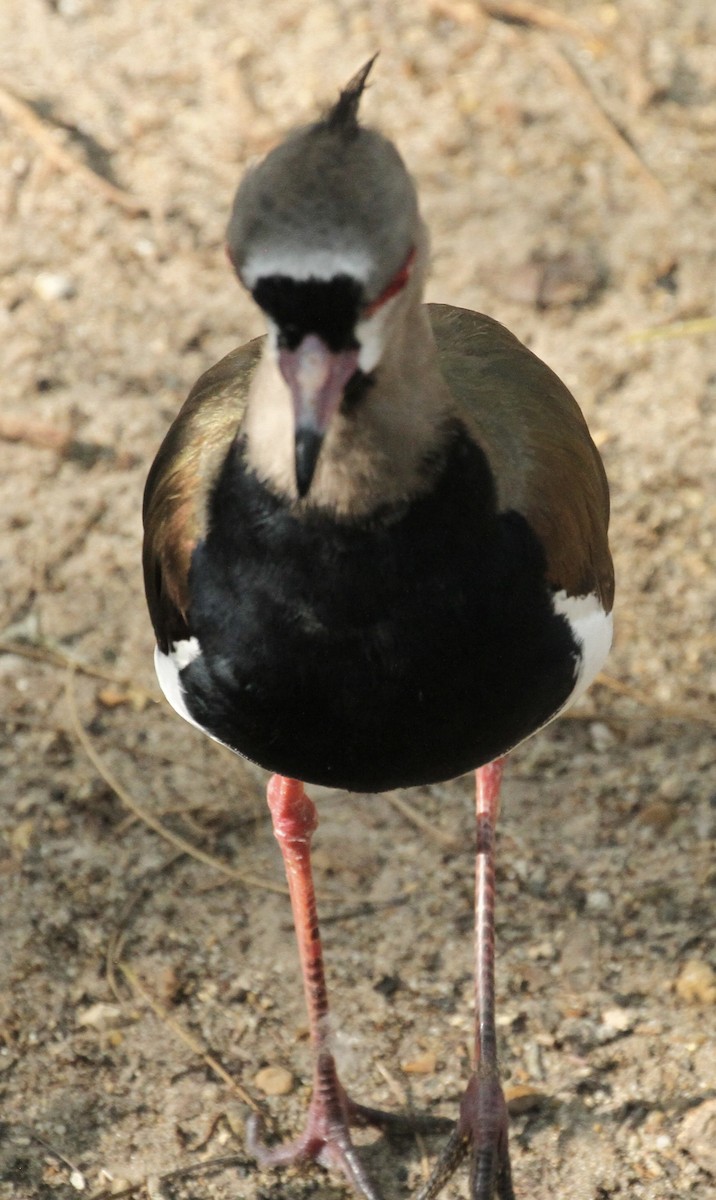 Southern Lapwing - ML613766543