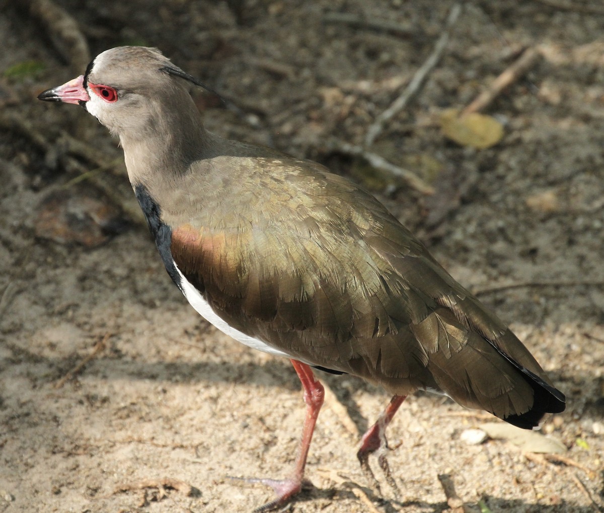 Southern Lapwing - William Matthews