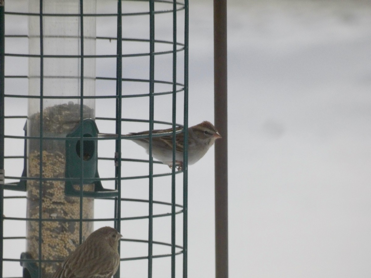 Chipping Sparrow - ML613766558