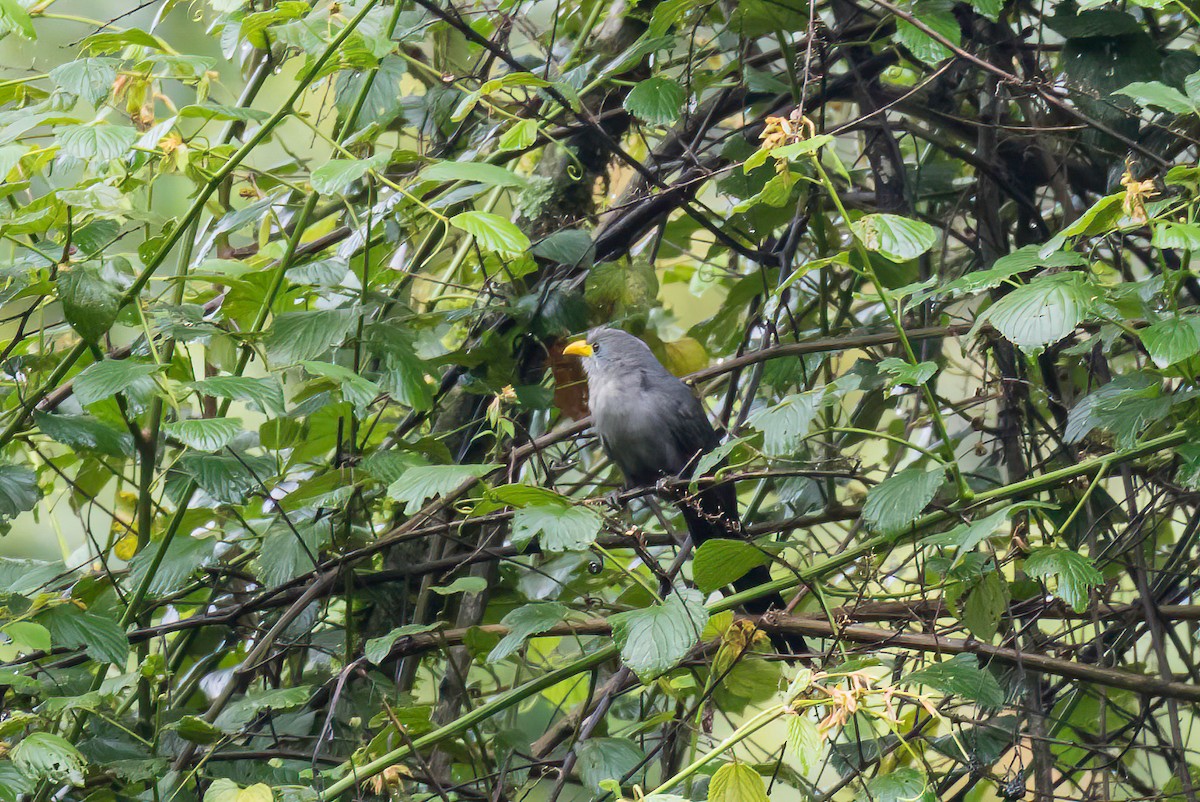 Blue Malkoha - ML613766652