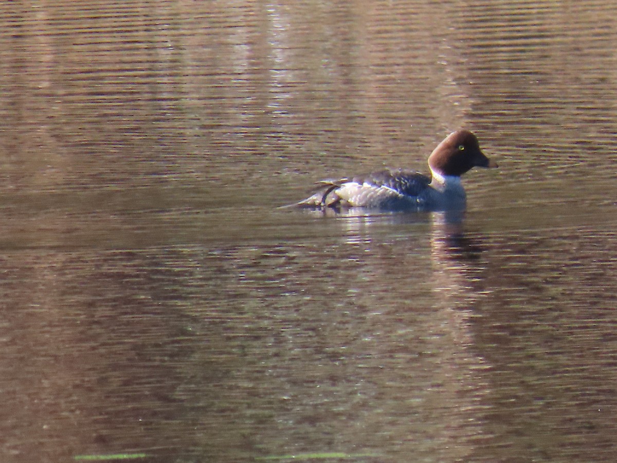 Common Goldeneye - ML613766675