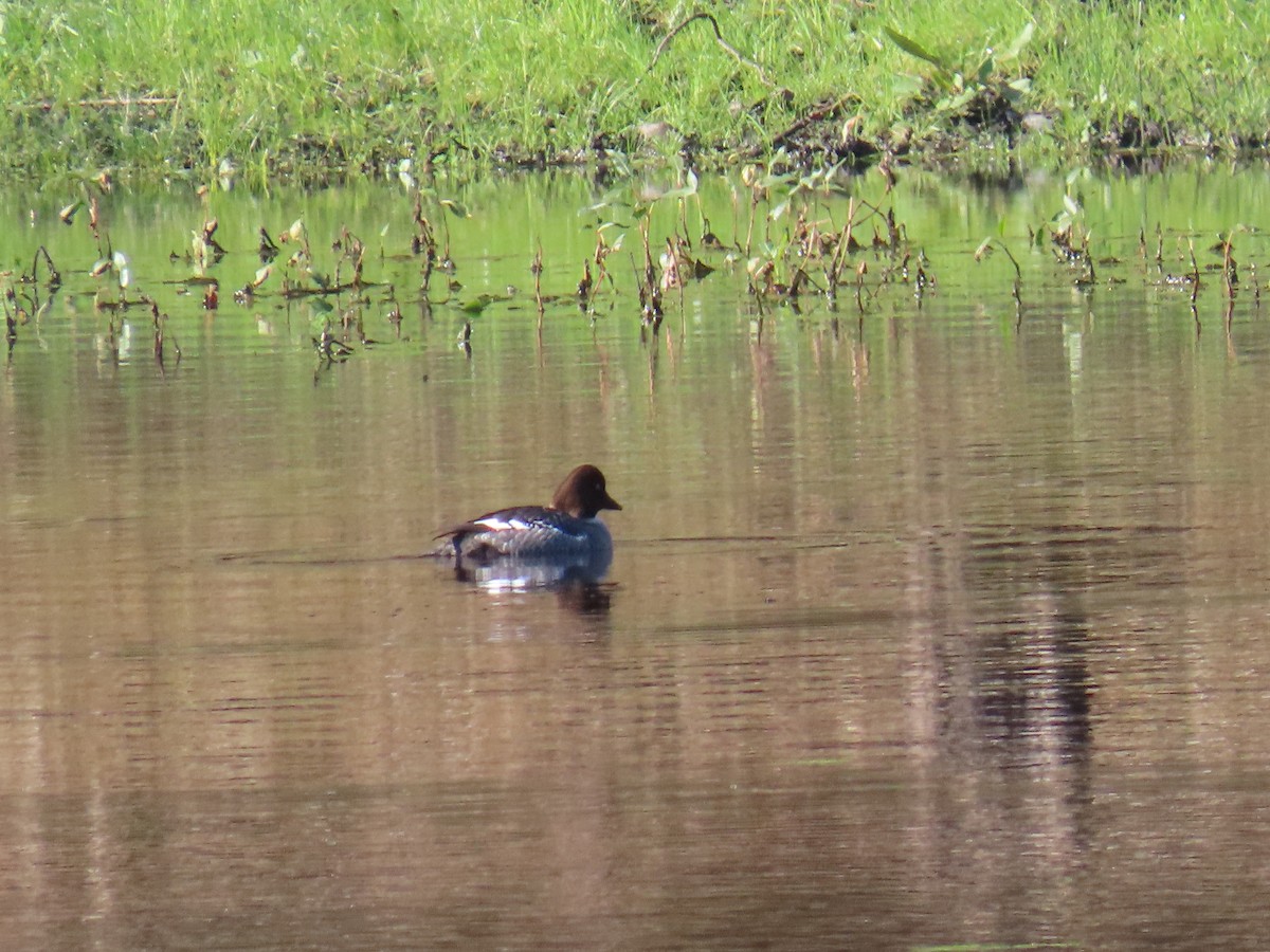 Common Goldeneye - ML613766676