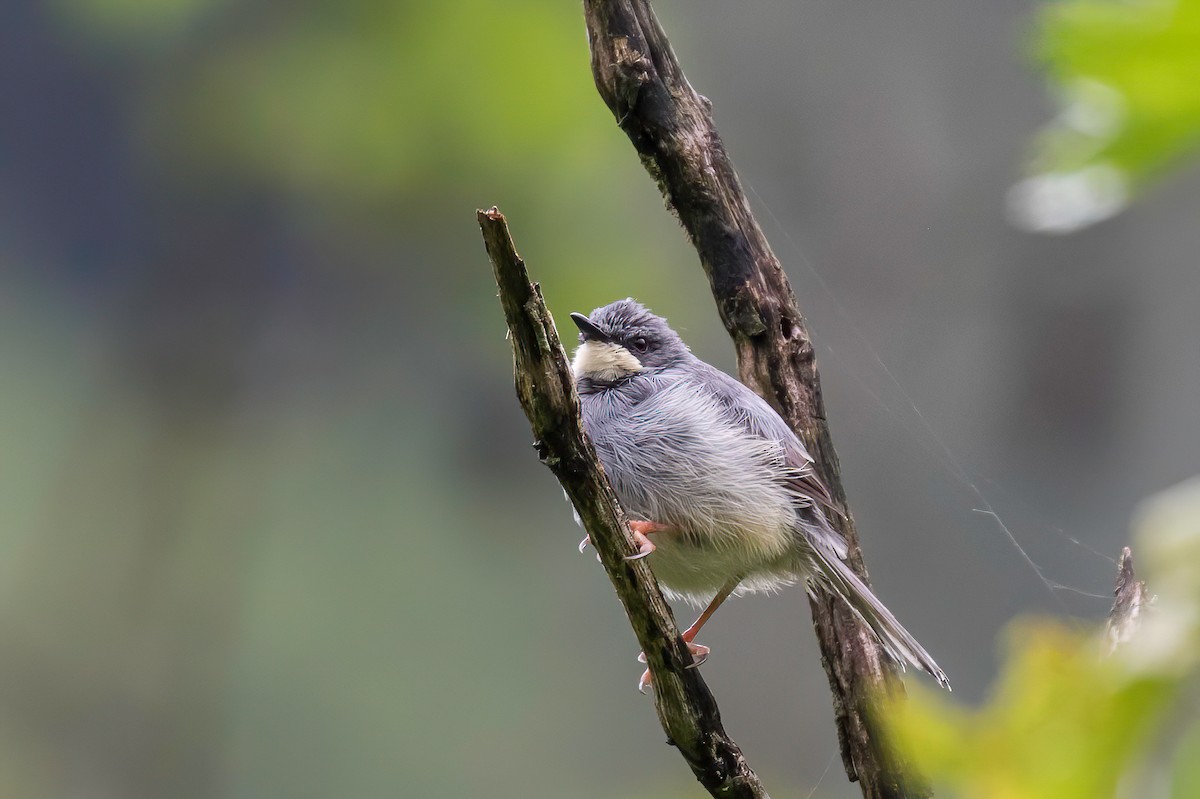 Apalis à gorge blanche - ML613766678