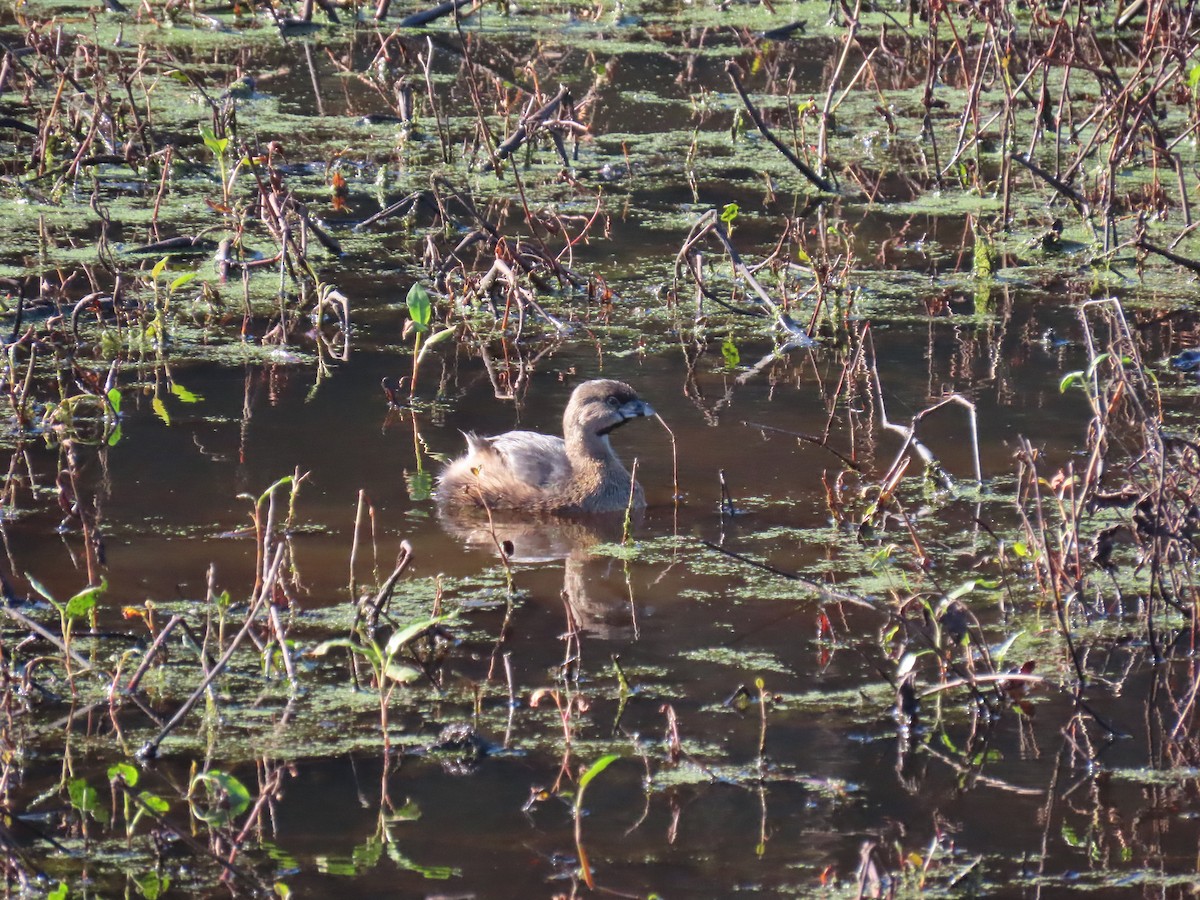 Pied-billed Grebe - ML613766755