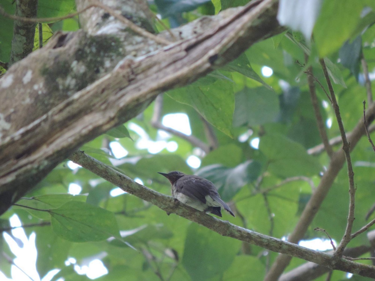 Bulbul de Guimaras - ML613766757