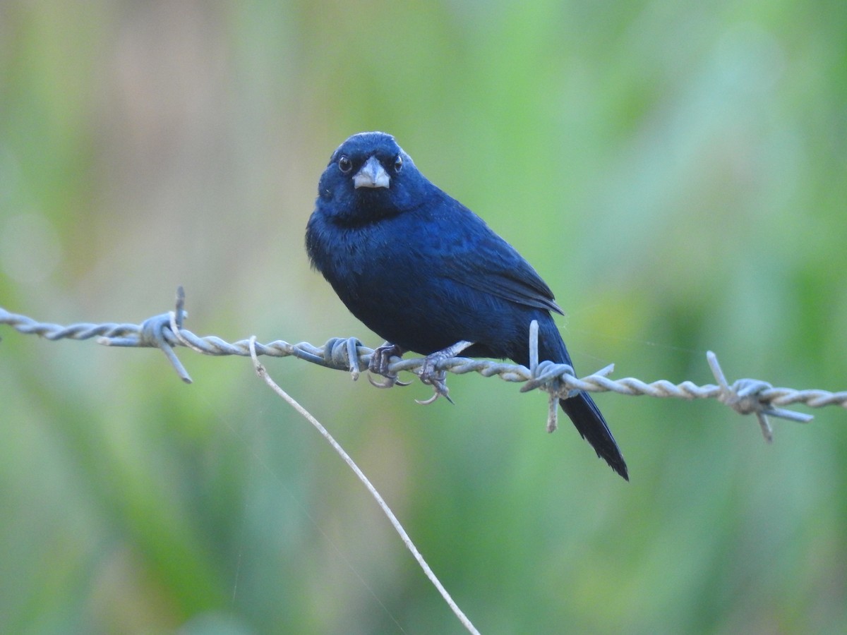 Blue-black Grassquit - ML613766767