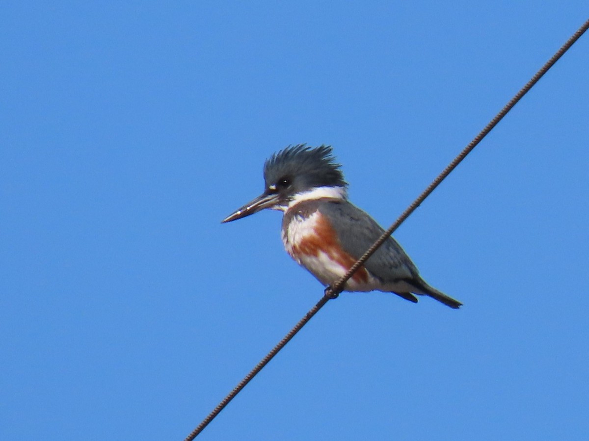 Belted Kingfisher - ML613766785