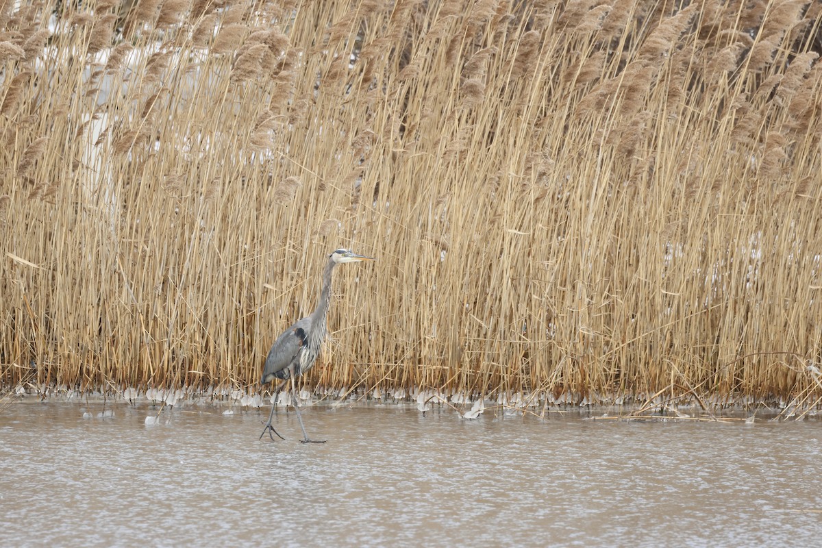 Great Blue Heron - ML613766786