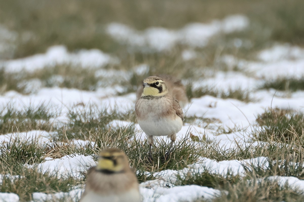 Horned Lark - ML613766800