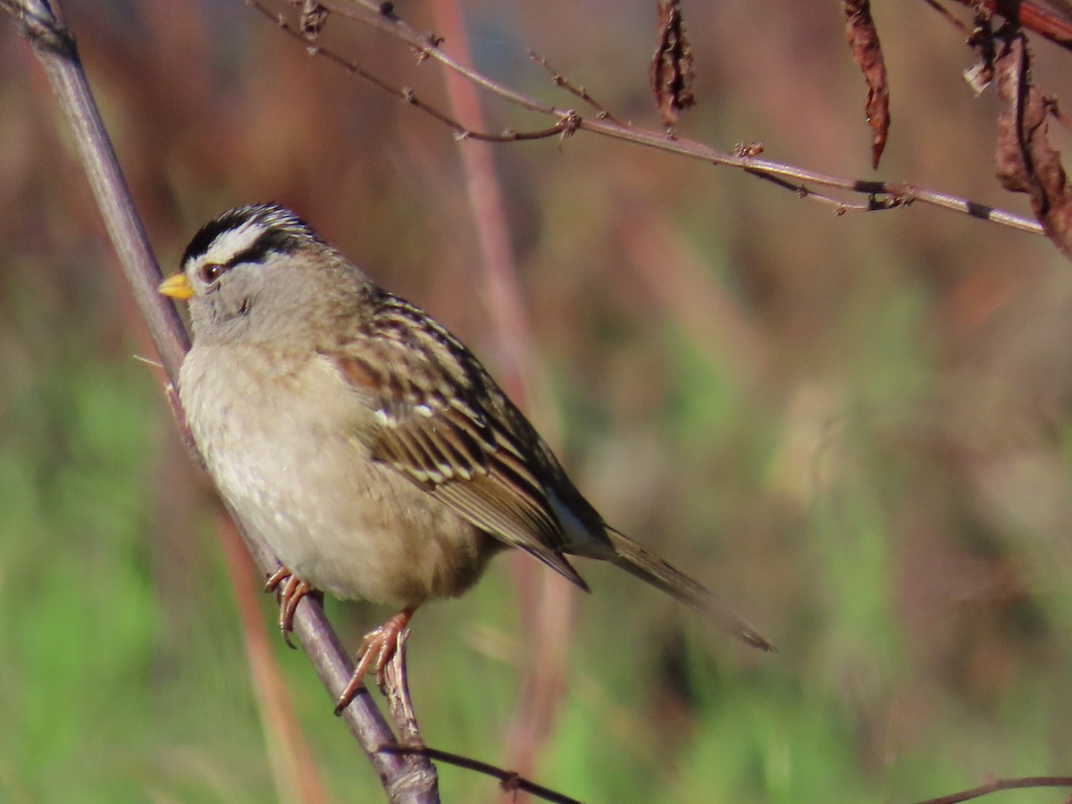 White-crowned Sparrow - ML613766821