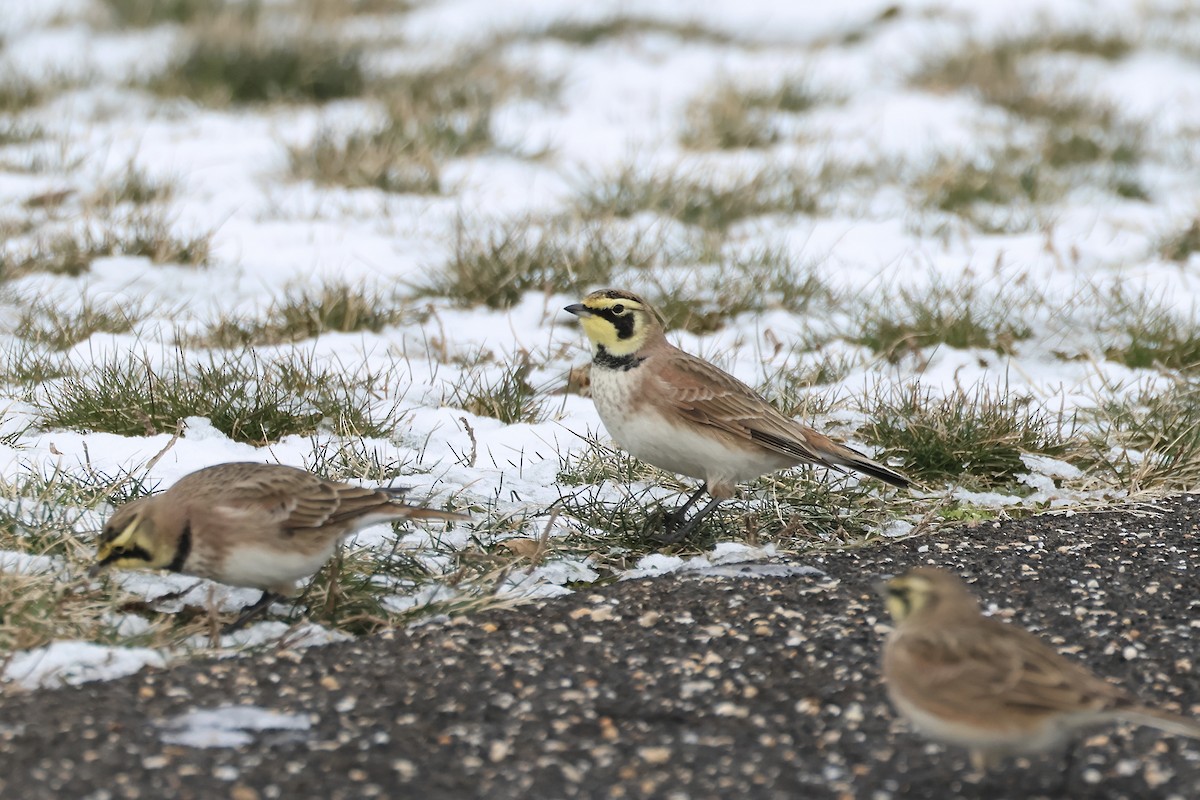 Horned Lark - ML613766824