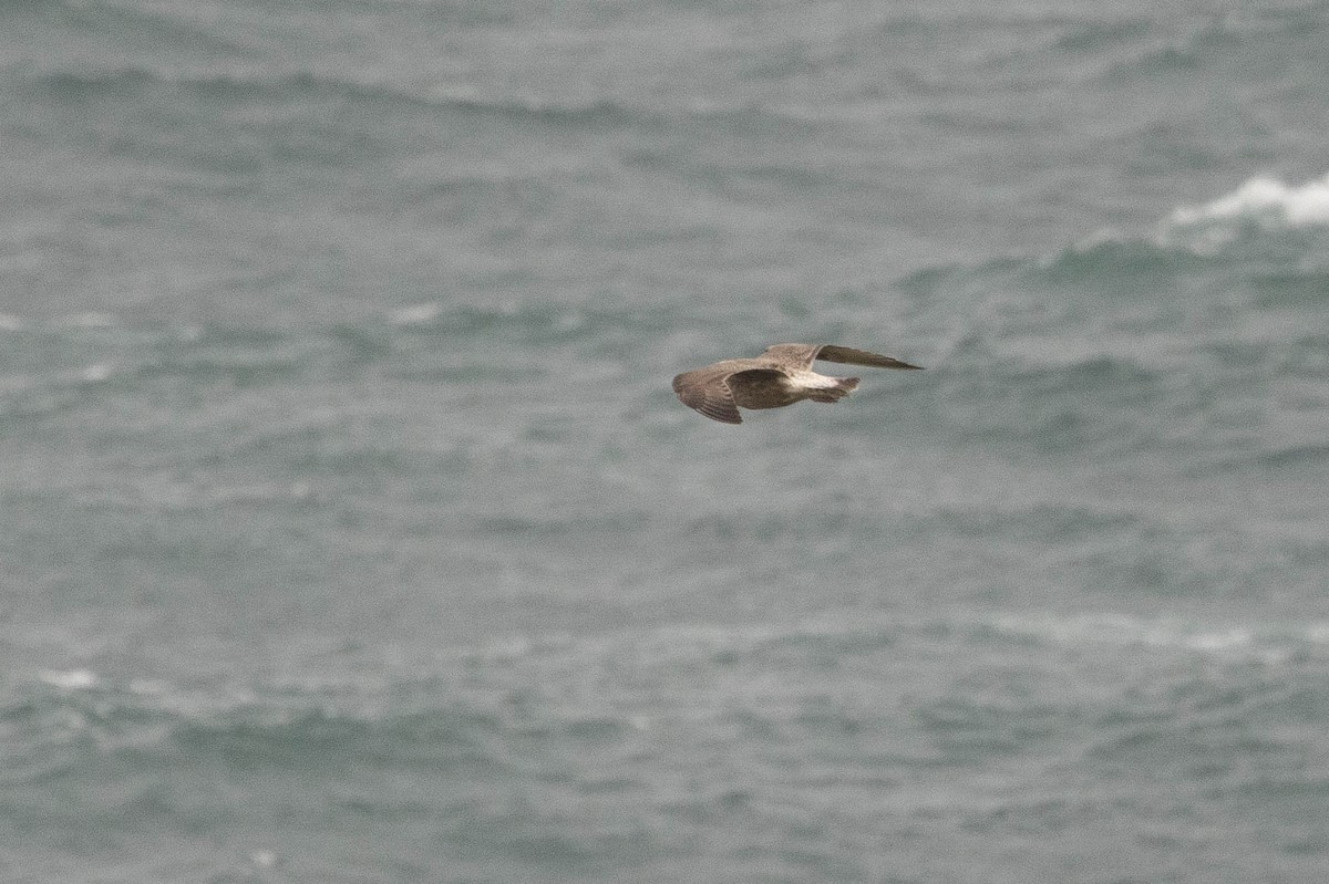 goéland sp. (Larus sp.) - ML613766831