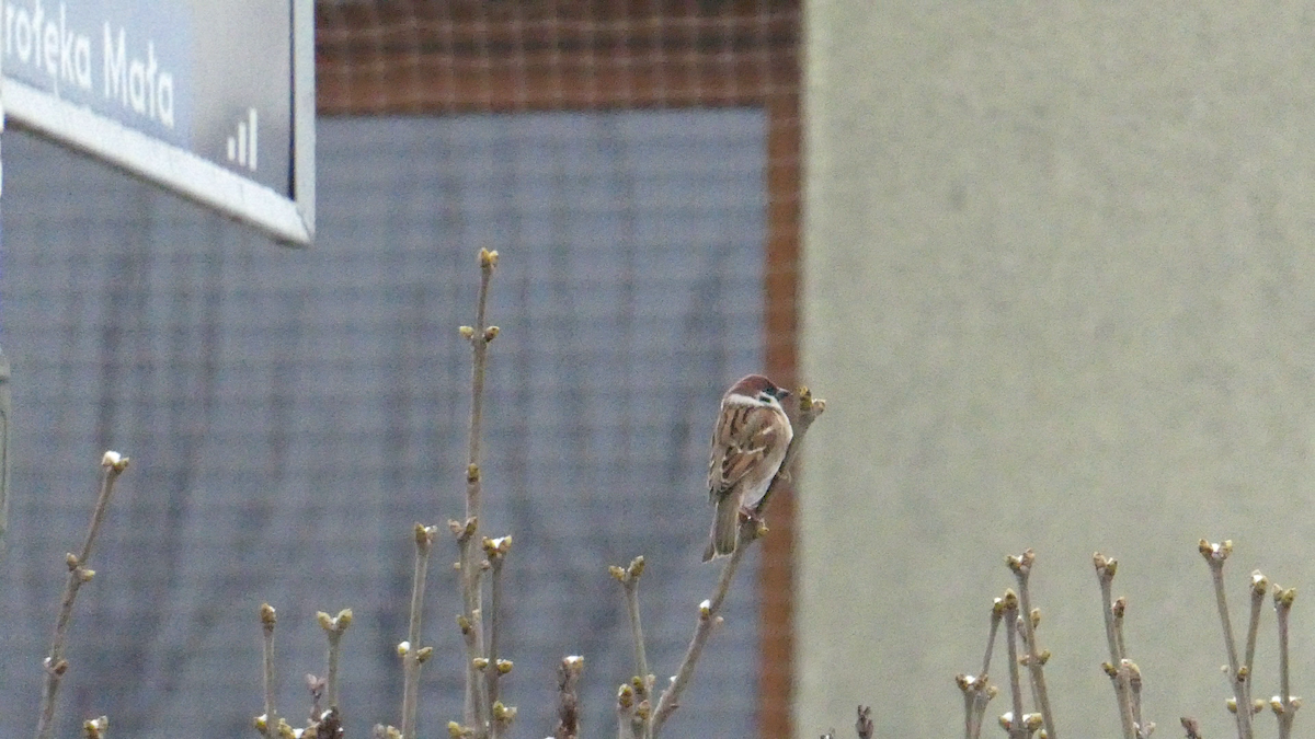 Eurasian Tree Sparrow - Bartłomiej Walkowski