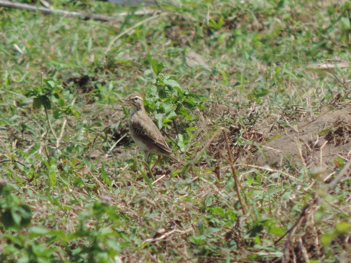 Paddyfield Pipit - ML613766878