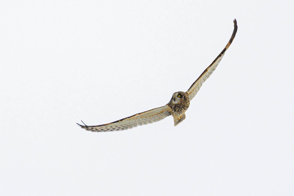 Short-eared Owl - Angel BAS-PEREZ