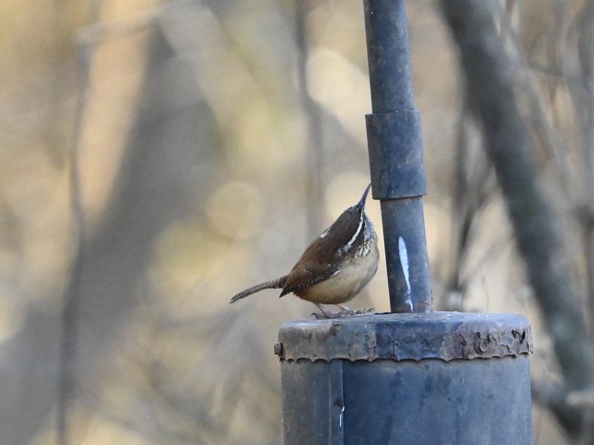 Carolina Wren - ML613766905