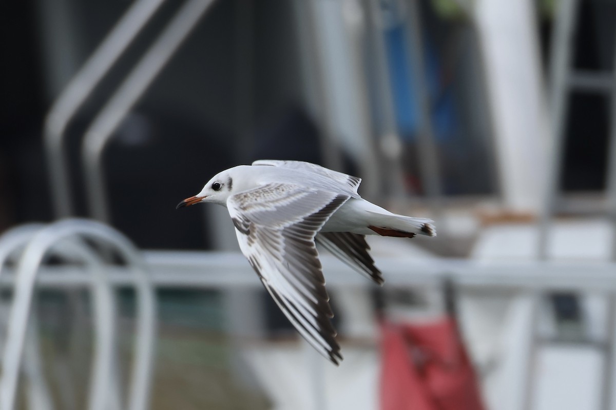 Black-headed Gull - ML613766911