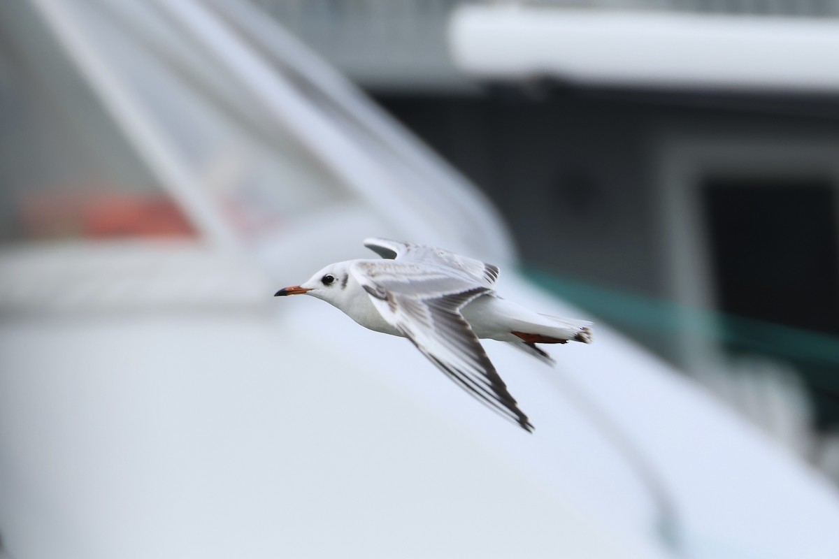 Mouette rieuse - ML613766916