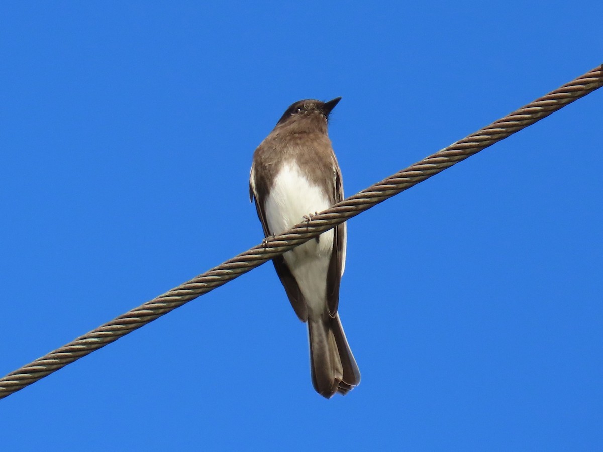 Black Phoebe - ML613766923