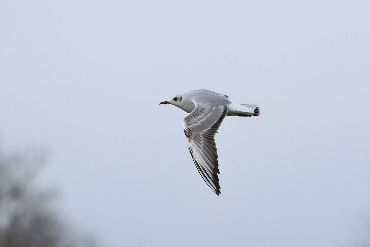 Black-headed Gull - E R