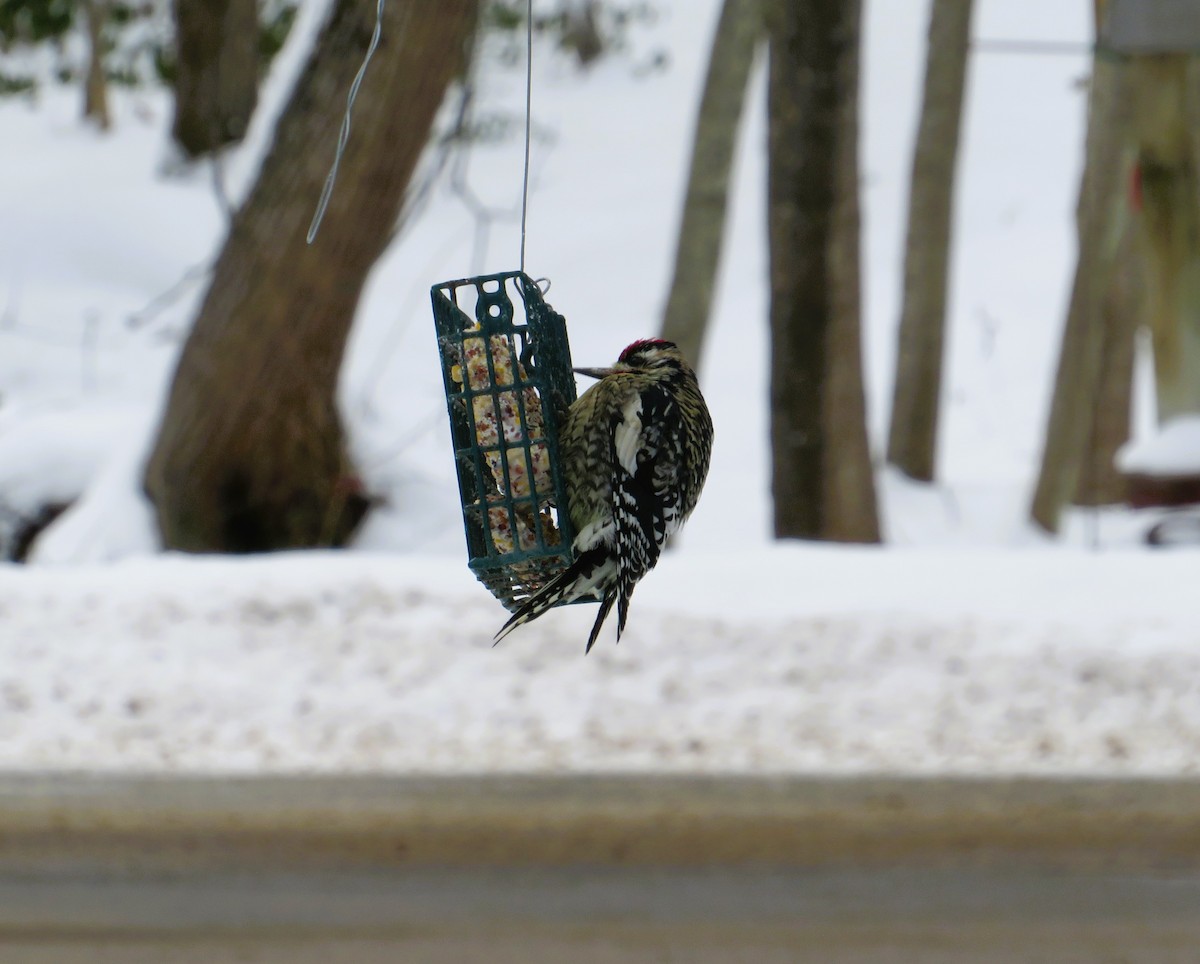 Yellow-bellied Sapsucker - ML613766950