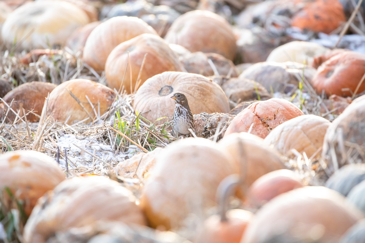 Fox Sparrow - Heidi Erland