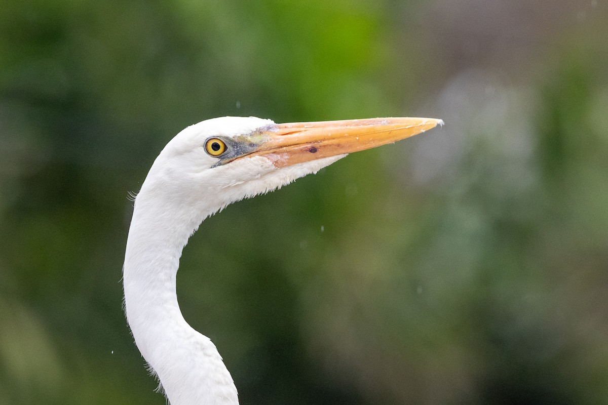 Garza Azulada (occidentalis) - ML613767061