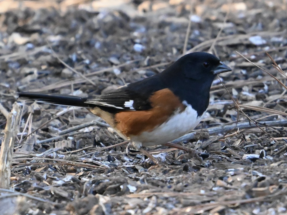 pipilo rudooký - ML613767063