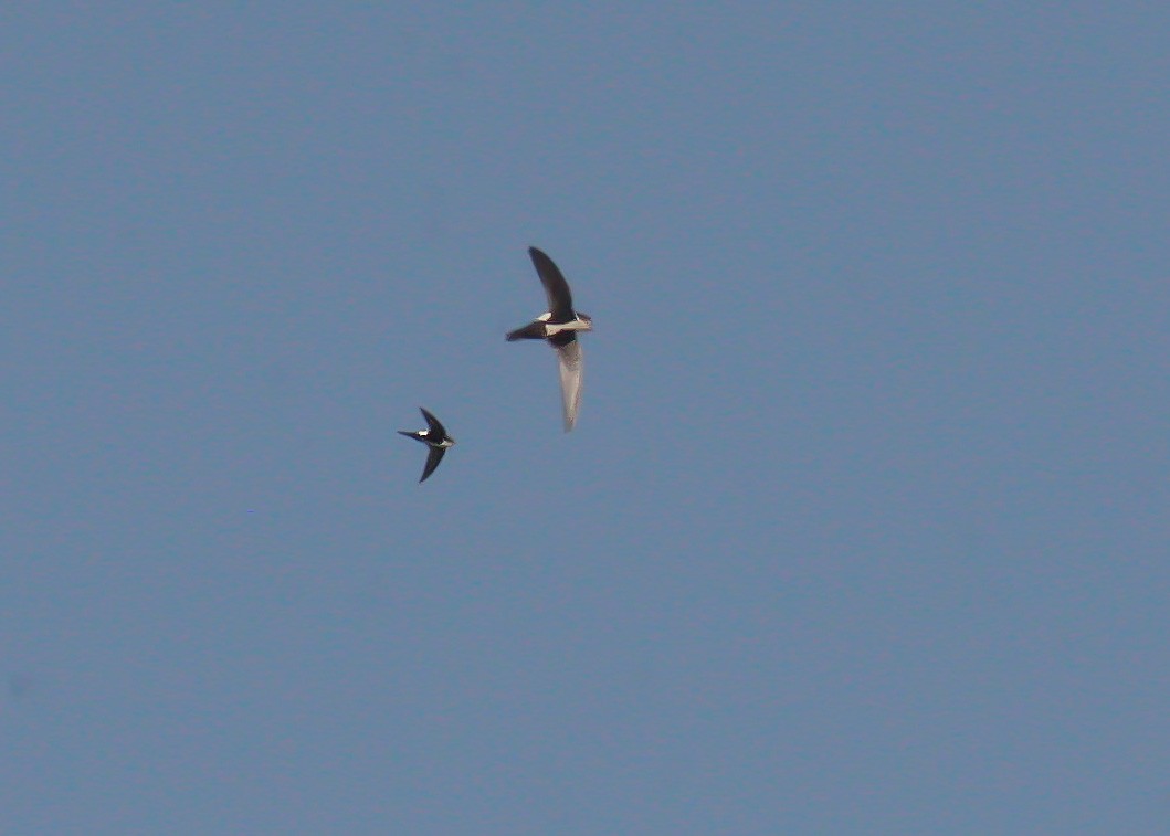 White-throated Swift - Lothair Pendleton