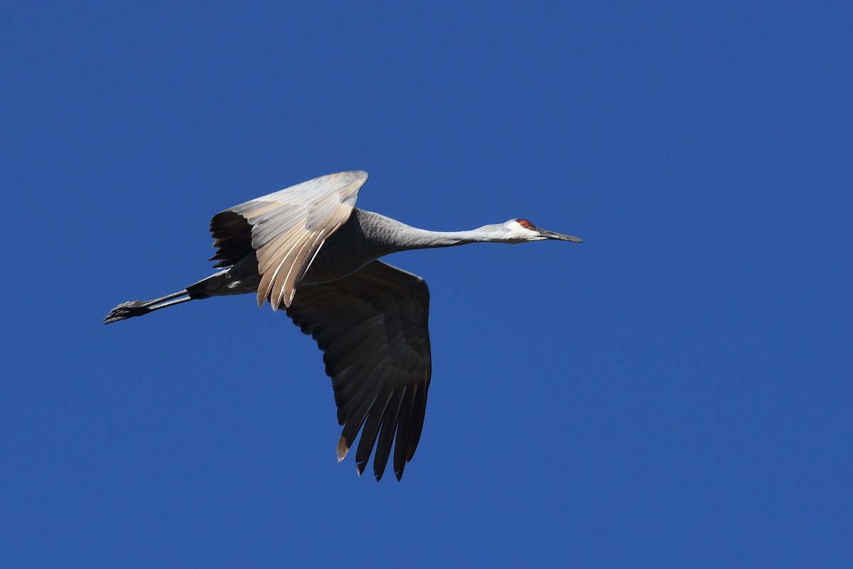 Sandhill Crane - ML613767078