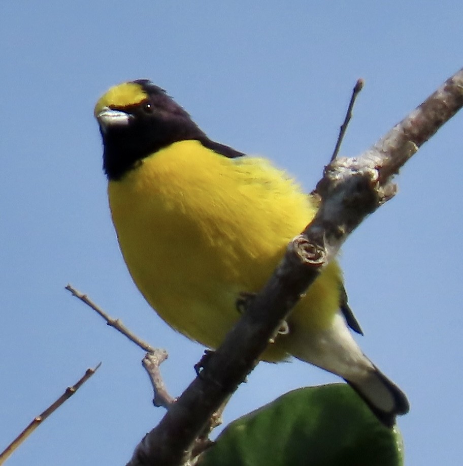 West Mexican Euphonia - ML613767227