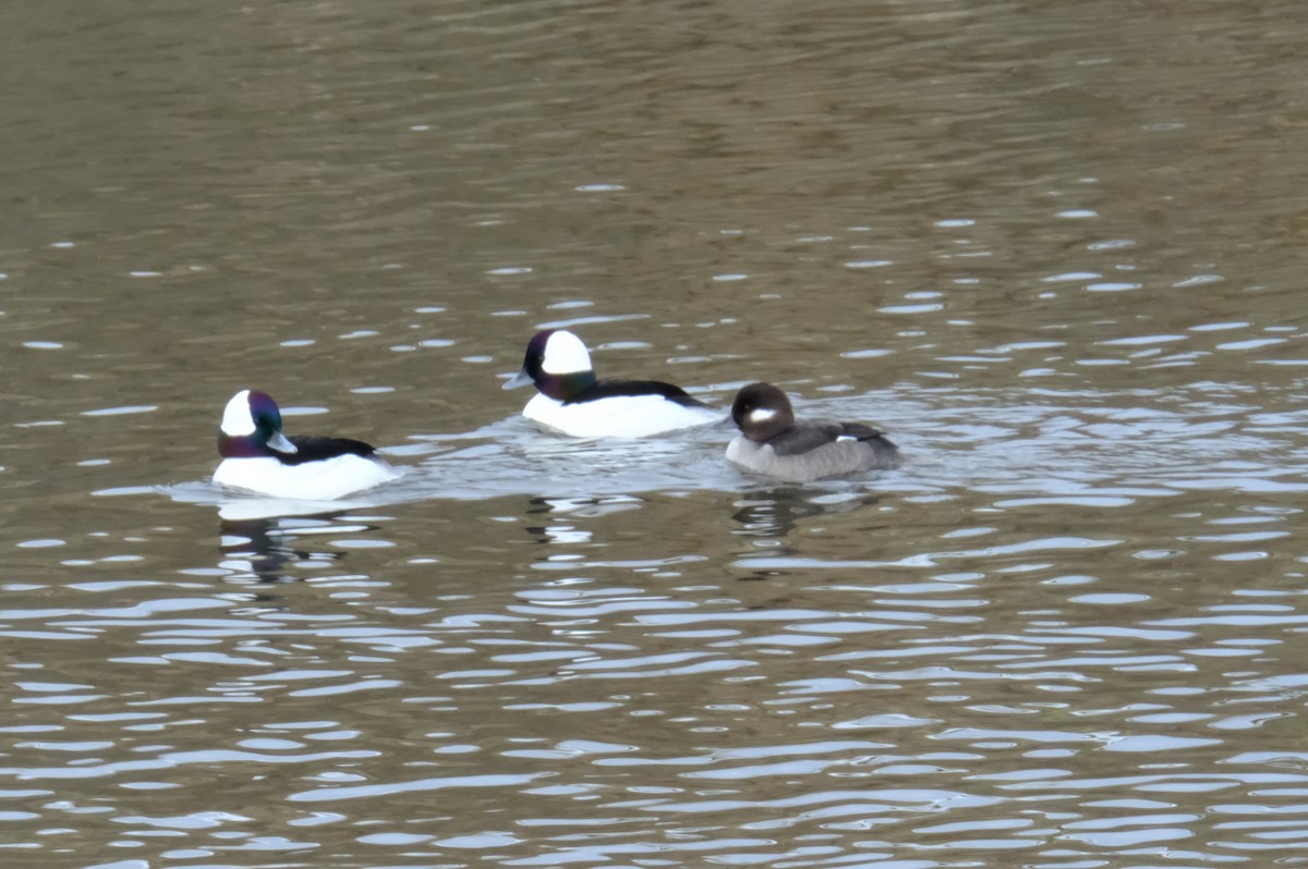 Bufflehead - ML613767264