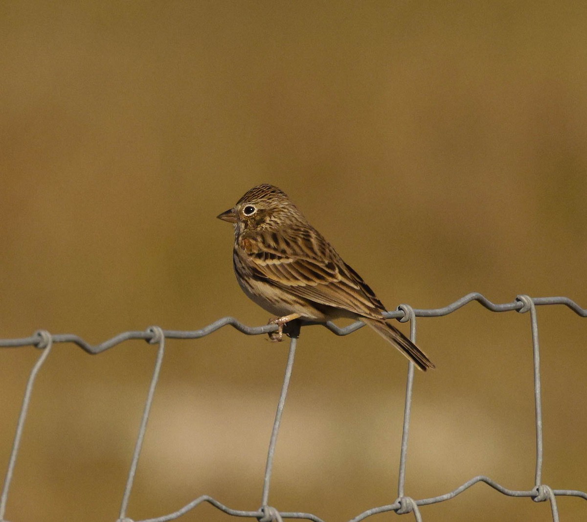 Vesper Sparrow - ML613767281