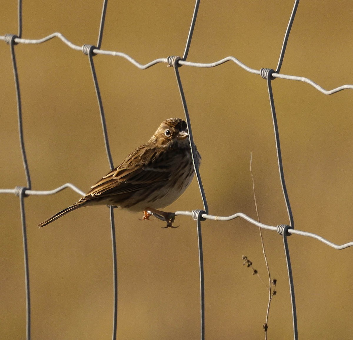 Vesper Sparrow - ML613767282