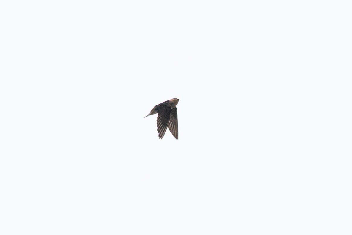 Cave Swallow (Caribbean) - ML613767346