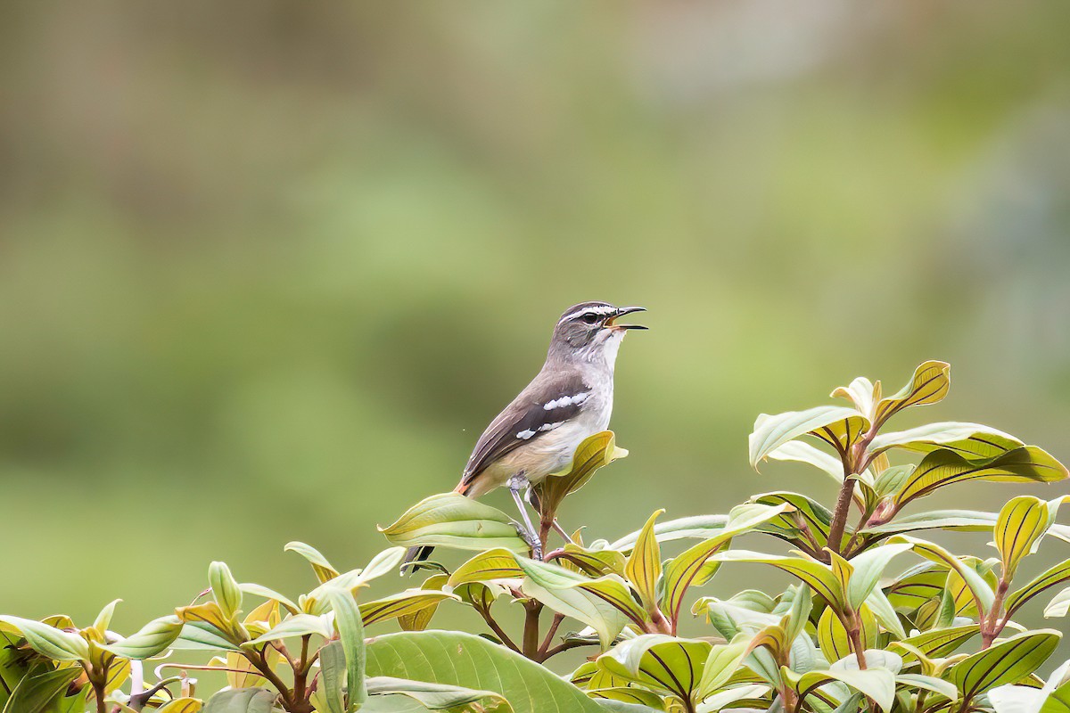 Brown-backed Scrub-Robin - Manuel Fernandez-Bermejo